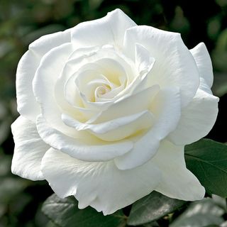 Sugar Moon&trade; 36-Inch Tree Rose