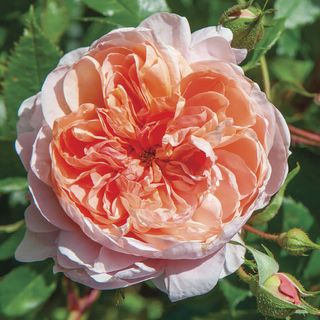Colette&trade; Climbing Rose