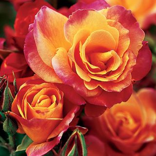 Josephs Coat Climbing Rose