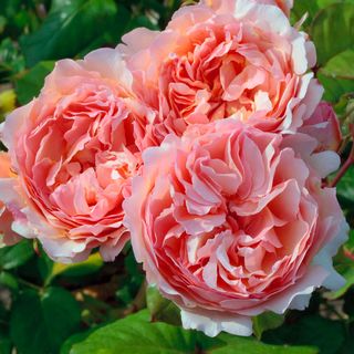 Princesse Charlene de Monaco&reg; Hybrid Tea Rose