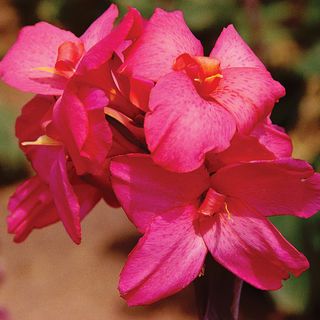 Canna Pink Futurity Canna Lily Bulbs