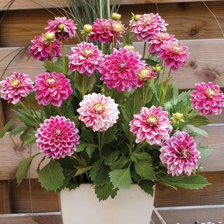 Dahlia Go Go Two Tone Bulbs