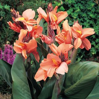 Canna Tropical Sunrise Canna Lily Bulbs