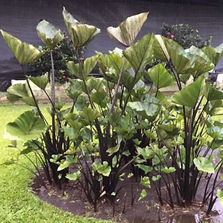Colocasia Tea Cup Elephant Ear Bulb