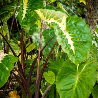 Colocasia Royal Hawaiian&reg; White Lava Elephant Ear Bulb