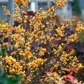 Ilex Berry Heavy&reg; Gold Winterberry Holly