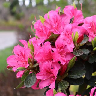 Rhododendron & Azalea Shrubs for Sun to Part Shade Gardens | Jackson ...