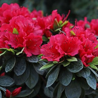Rhododendron & Azalea Shrubs for Sun to Part Shade Gardens | Jackson ...