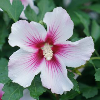 Hibiscus Paraplu Pink Ink&reg; Rose of Sharon