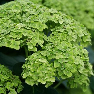 Hydrangea Invincibelle Sublime&trade; Smooth Hydrangea