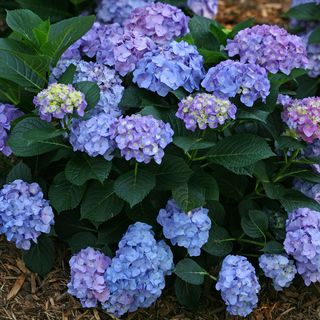 Hydrangea Lets Dance&reg; Blue Jangles&reg; Bigleaf Hydrangea