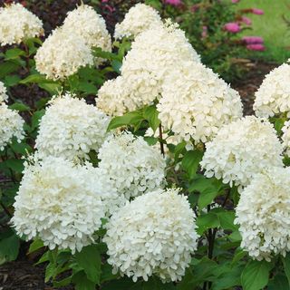 Hydrangea Puffer Fish&reg; Panicle Hydrangea