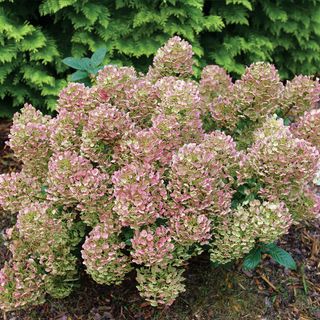Hydrangea Tiny Quick Fire&reg; Panicle Hydrangea