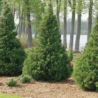 Juniperus Gin Fizz&reg; Juniper