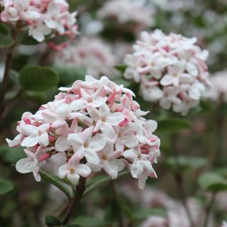 Viburnum Spice Girl&reg; Snowball Bush