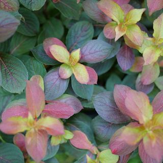 Weigela Midnight Sun&trade;