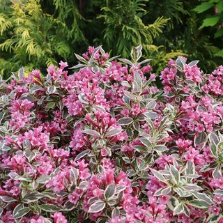 Weigela My Monet Purple Effect&reg;
