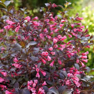 Weigela Very Fine Wine&reg;