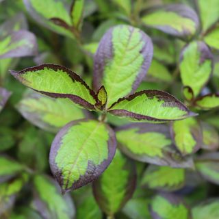 Weigela Vinho Verde&trade;