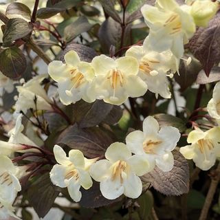 Weigela Wine & Spirits&reg;