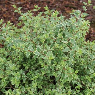 Abelia Mucho Gusto&trade;