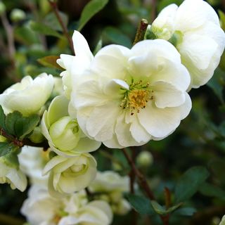 Chaenomeles Double Take Eternal White&trade; Quince
