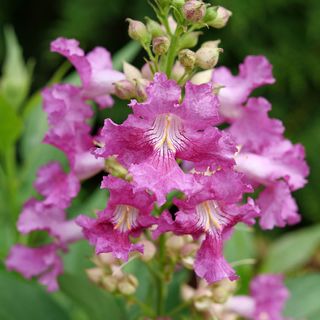 Chitalpa El Ni&ntilde;o&trade; Desert Orchid