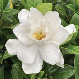 Gardenia Pillow Talk&reg;