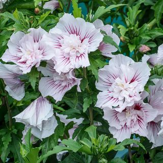 Hibiscus Starblast Chiffon&trade; Rose of Sharon