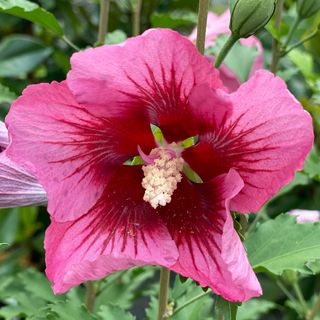 Hibiscus Red Pillar&trade; Rose of Sharon