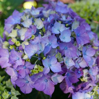 Hydrangea Lets Dance Lovable&trade; Bigleaf Hydrangea