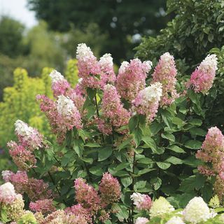 Hydrangea Pinky Winky Prime&trade; Panicle Hydrangea