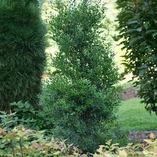 Ilex Squeeze Box™ Inkberry Holly | Jackson & Perkins