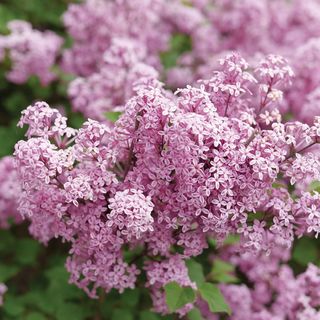 Syringa Bloomerang&reg; Purpink&trade; Lilac