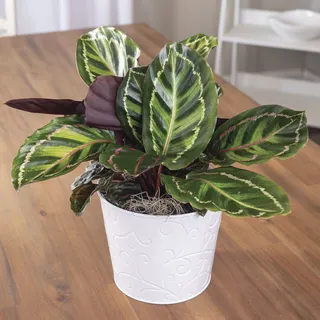 Calathea Medallion | Jackson & Perkins