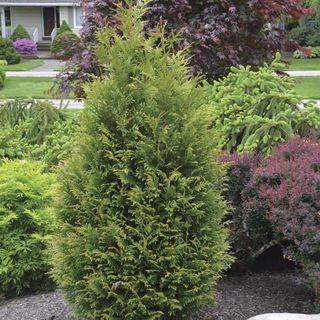 Thuja Junior Giant Arborvitae