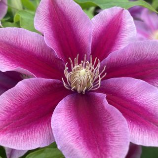 Clematis Boulevard&reg; Poseidon&trade;