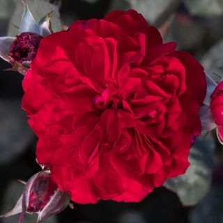 Never Been Redder Floribunda Rose