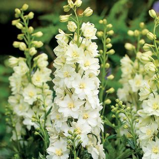 Delphinium Delgenius&trade; Neva Larkspur