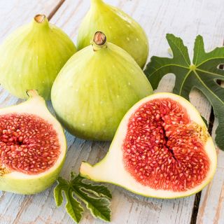 Ficus Desert King Fig