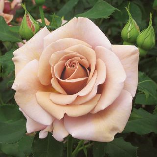 Koko Loko&trade; Floribunda Rose
