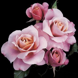 Distant Drums Floribunda Rose