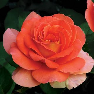 Brass Band Floribunda Rose