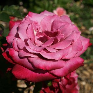 Blue Chip Floribunda Rose