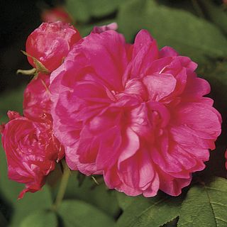 Autumn Damask Damask Rose