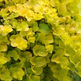 Lysimachia Creeping Jenny