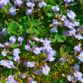 Mazus Purple Creeping Mazus