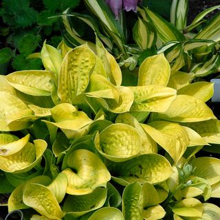 Hosta Maui Buttercups