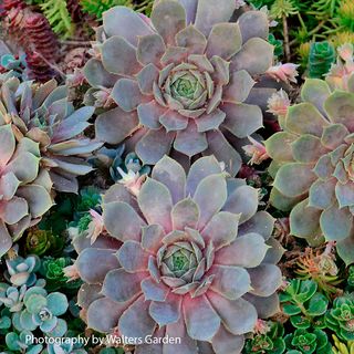 Sempervivum Pacific Blue Ice Hens & Chicks