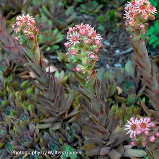 Sempervivum Purple Beauty Hens & Chicks